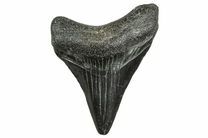 Juvenile Megalodon Tooth - South Carolina #326341